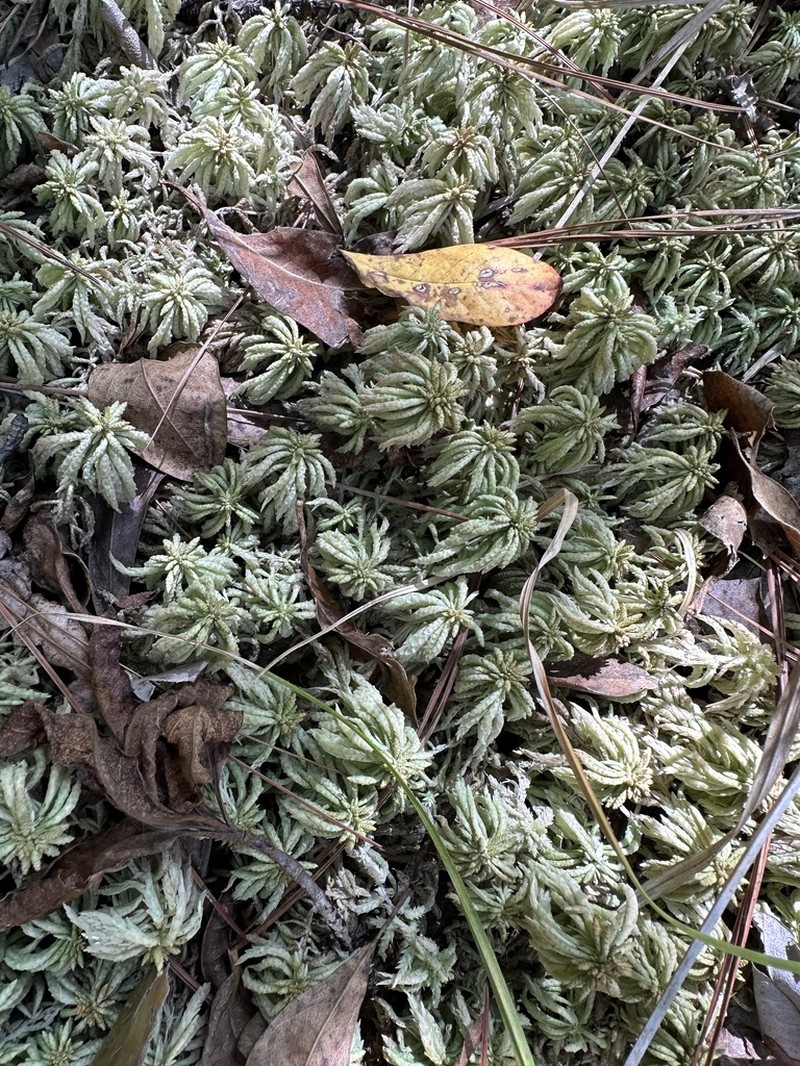 Puerto Rico Sphagnum photo 2