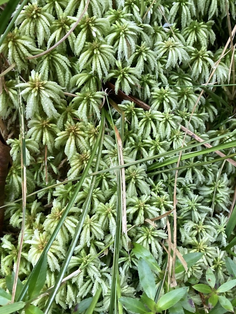 Puerto Rico Sphagnum photo 3