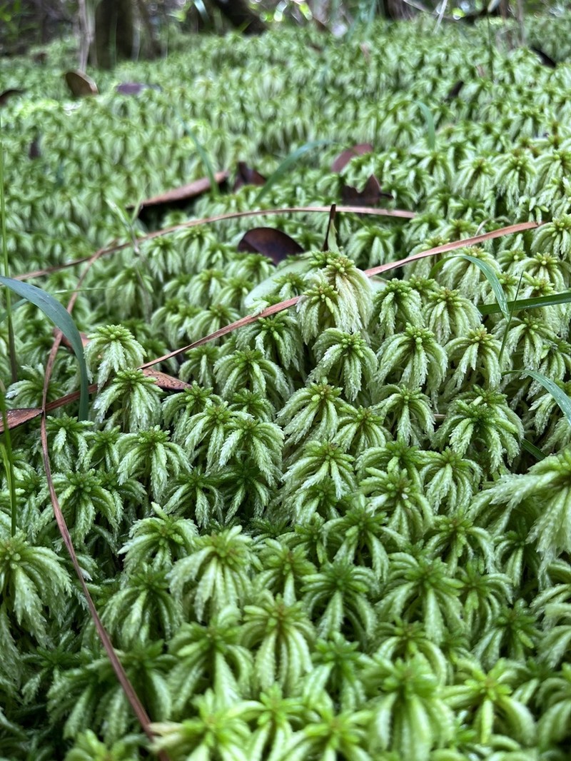 Puerto Rico Sphagnum photo 4