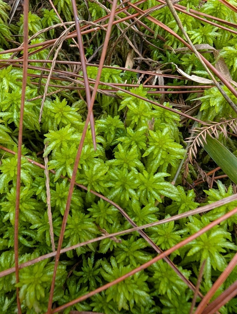 Puerto Rico Sphagnum photo 5