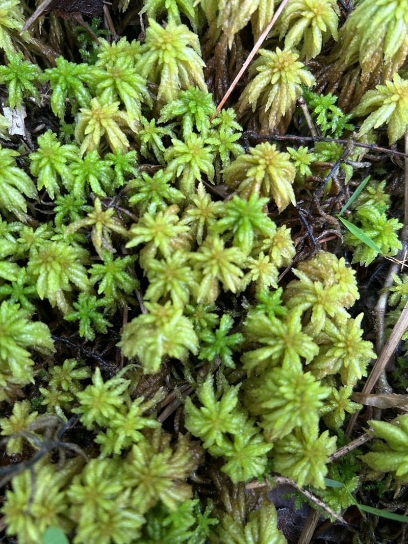 Puerto Rico Sphagnum photo 6