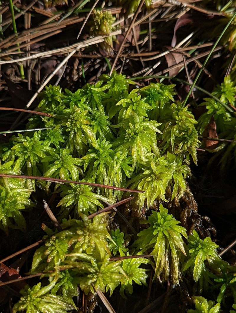 Puerto Rico Sphagnum photo 7