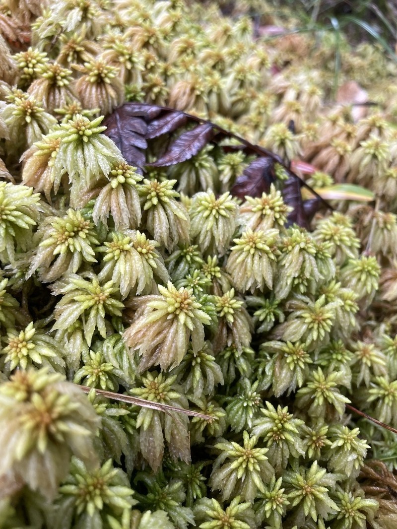 Puerto Rico Sphagnum photo 8