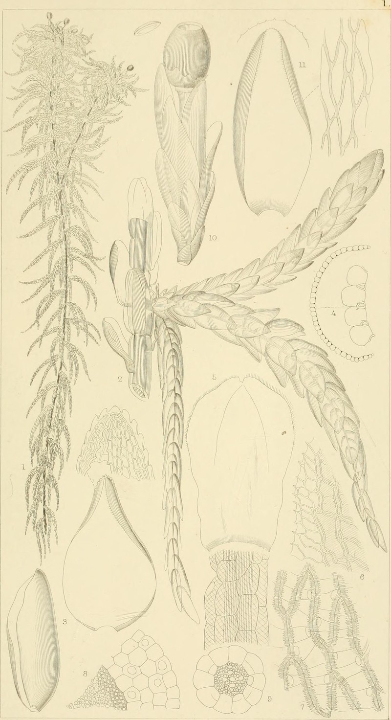 Puerto Rico Sphagnum