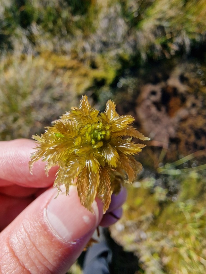 Sphagnum