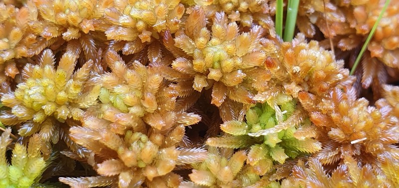 Sphagnum photo 2