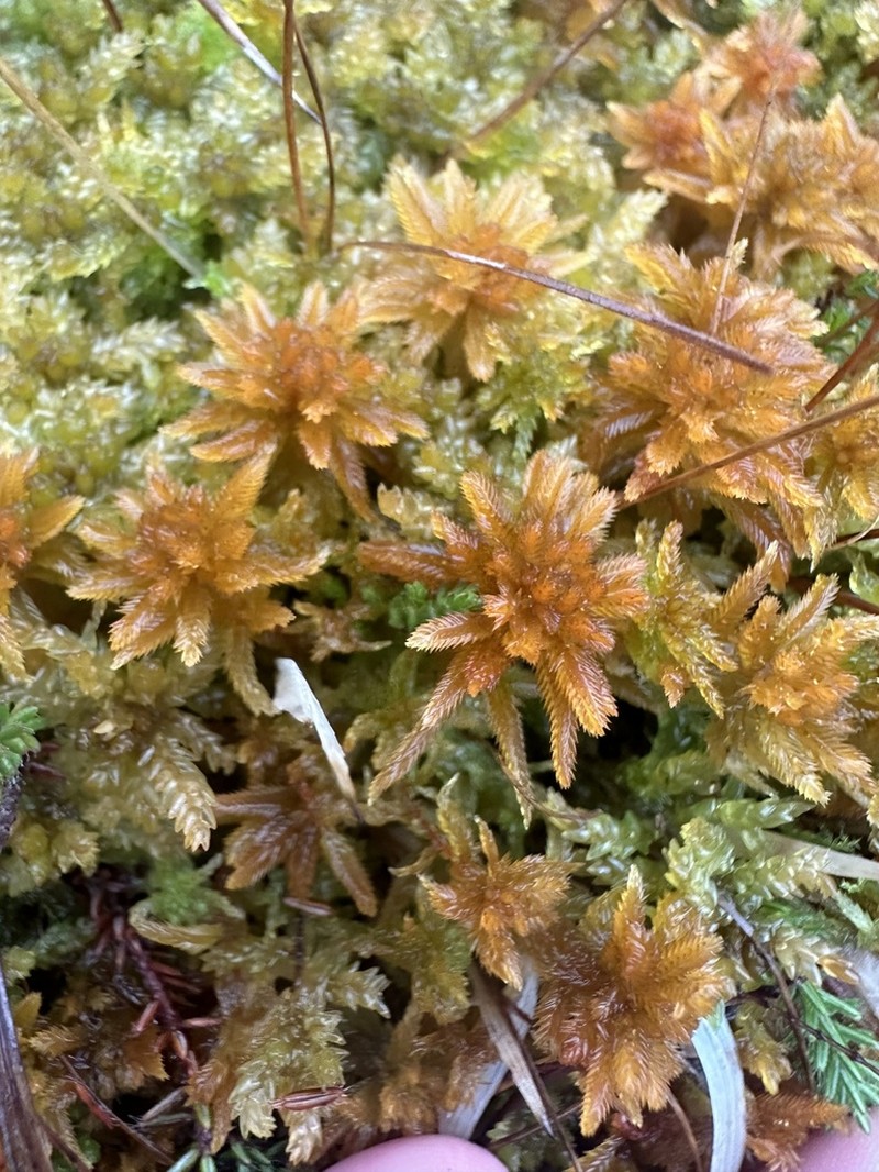 Sphagnum photo 3