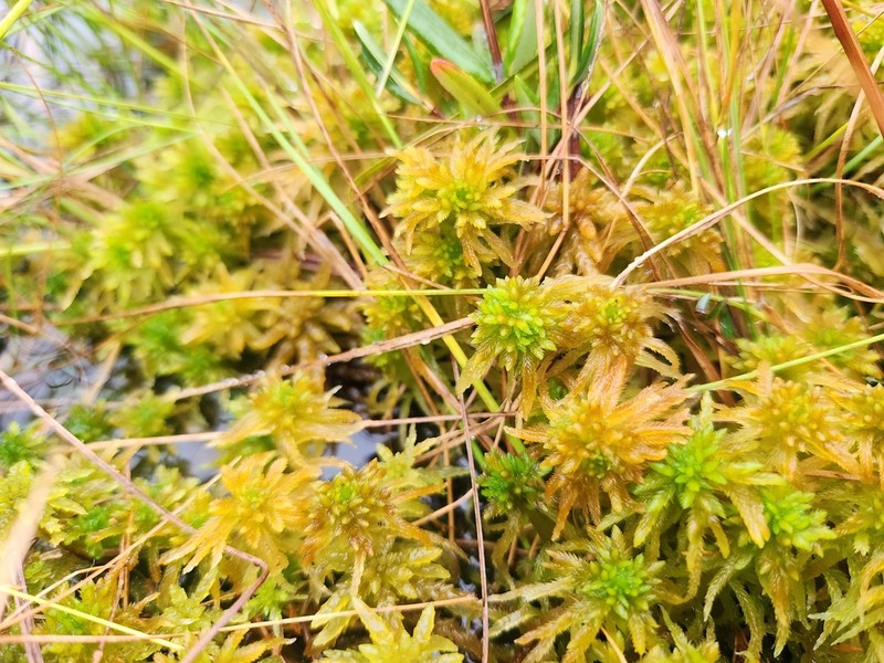 Sphagnum photo 4