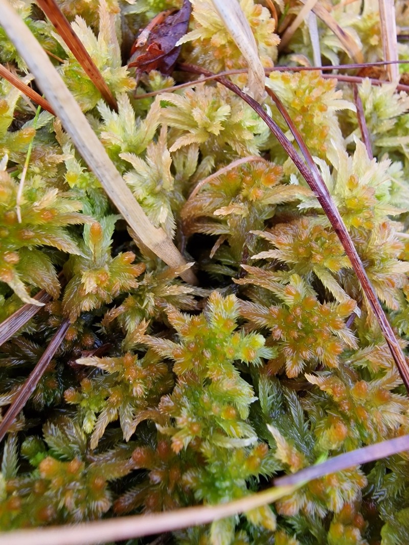 Sphagnum photo 5