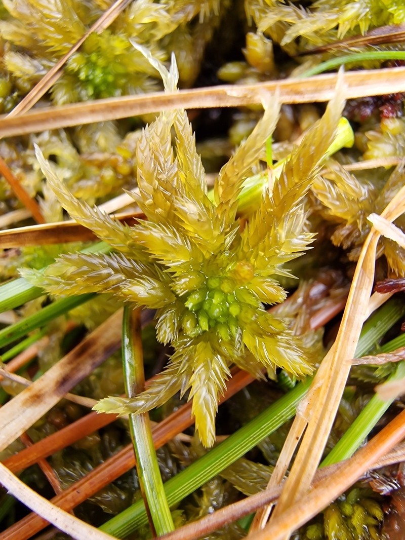 Sphagnum photo 6
