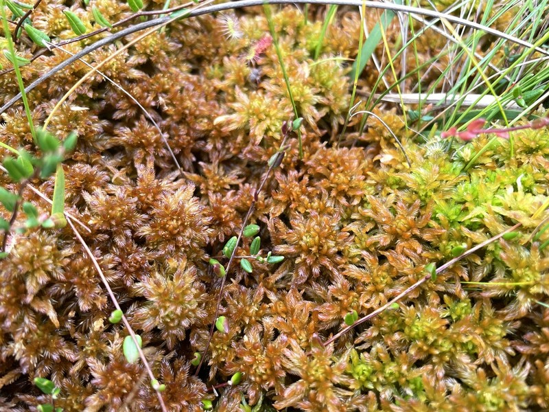Sphagnum photo 7