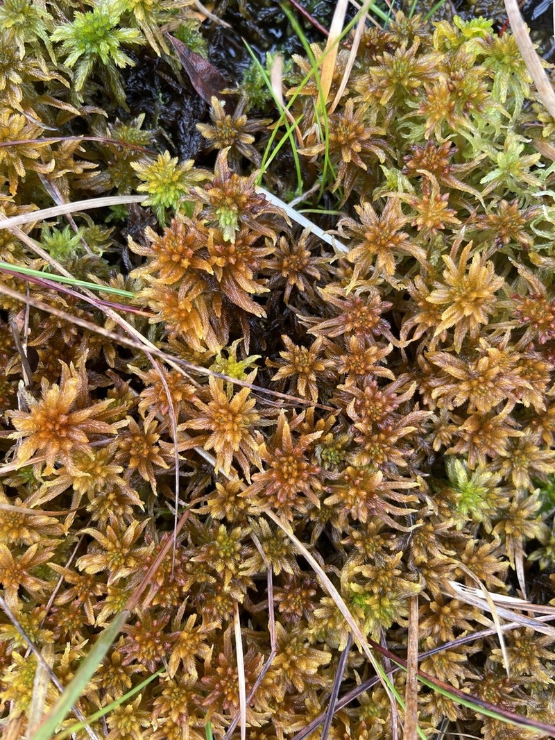 Sphagnum photo 8