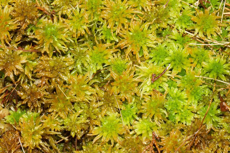Sphagnum