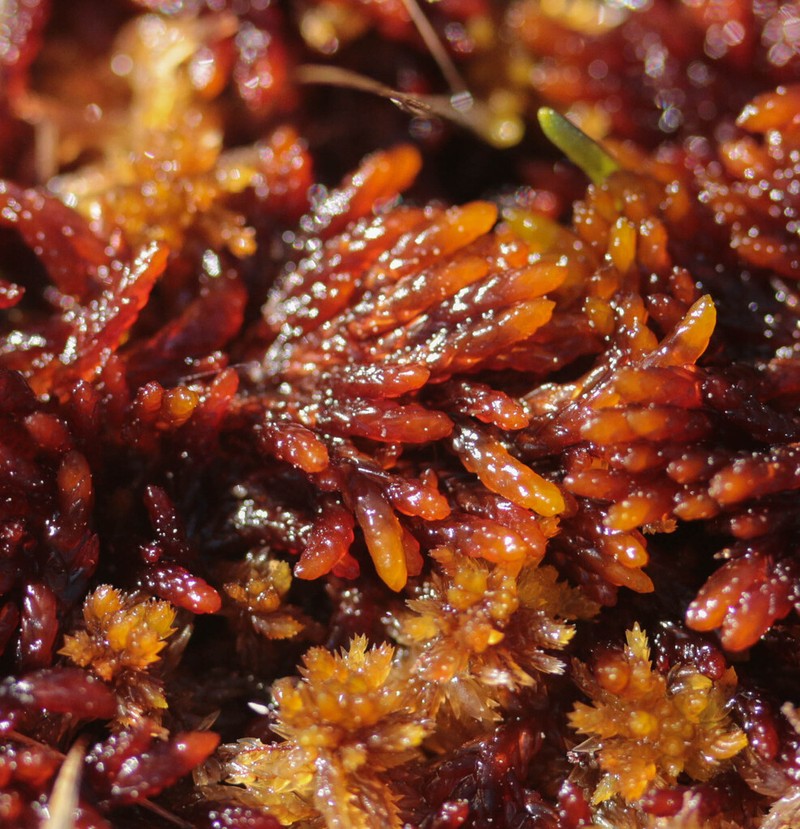 Pylaes' Sphagnum photo 2