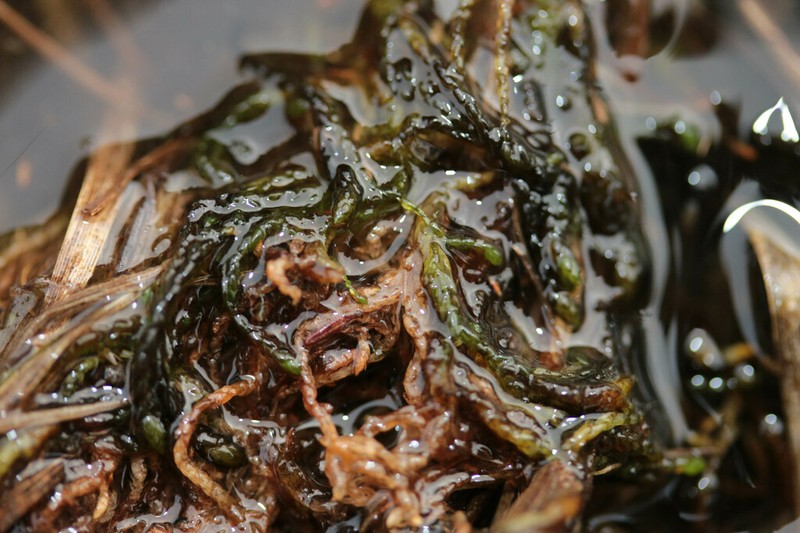 Pylaes' Sphagnum photo 3