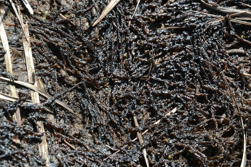Pylaes' Sphagnum photo 4
