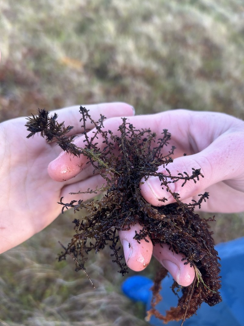Pylaes' Sphagnum photo 5