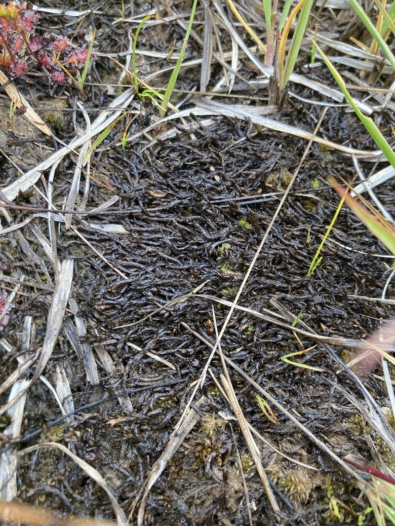Pylaes' Sphagnum photo 7