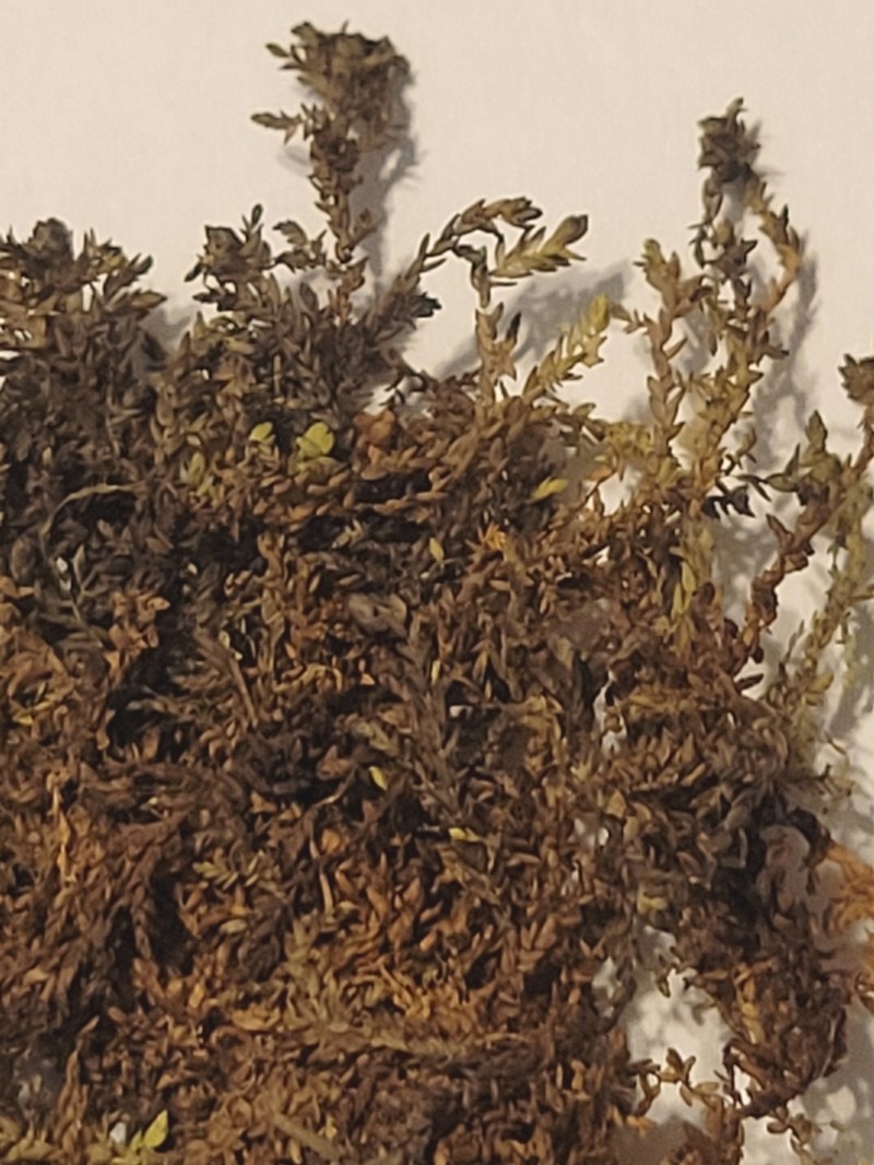 Pylaes' Sphagnum photo 8