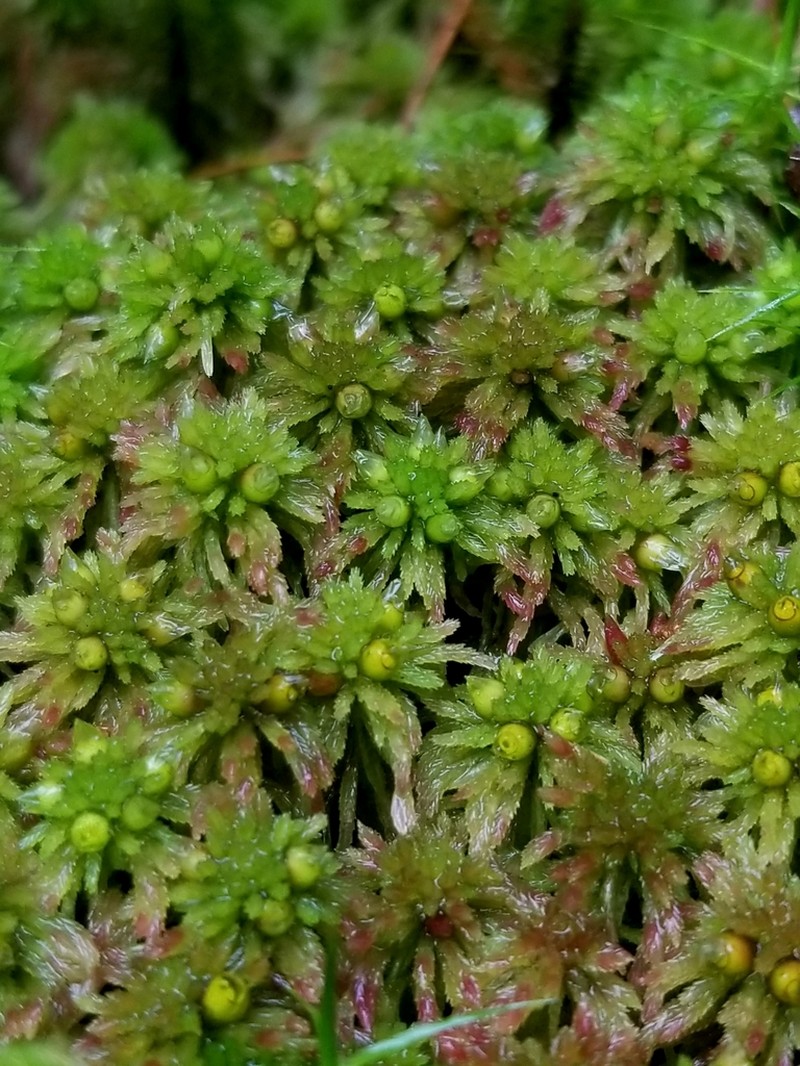 Sphagnum photo 3