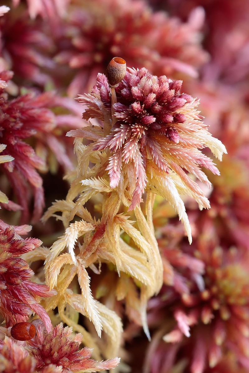 Sphagnum photo 4
