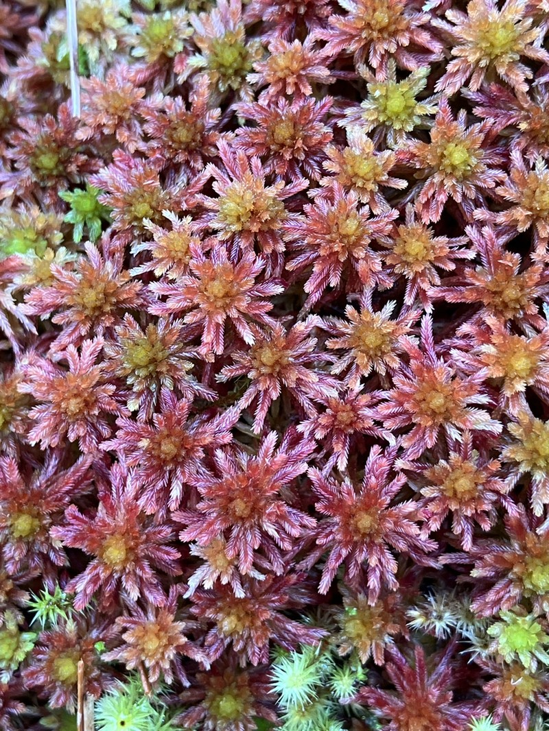 Sphagnum photo 5