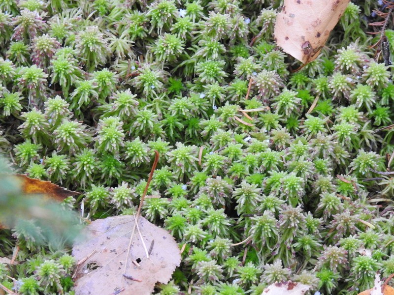 Sphagnum photo 6
