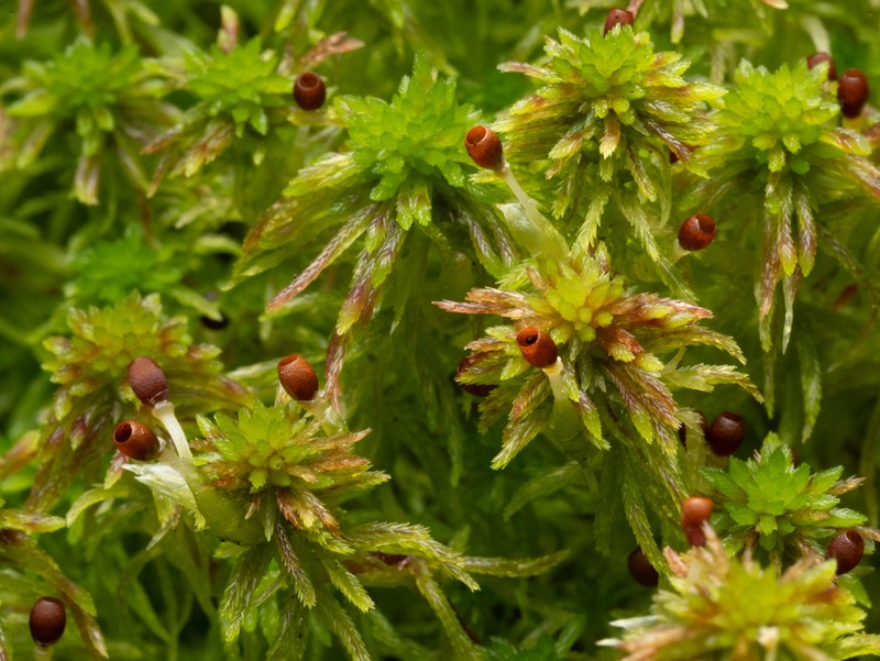 Sphagnum photo 7