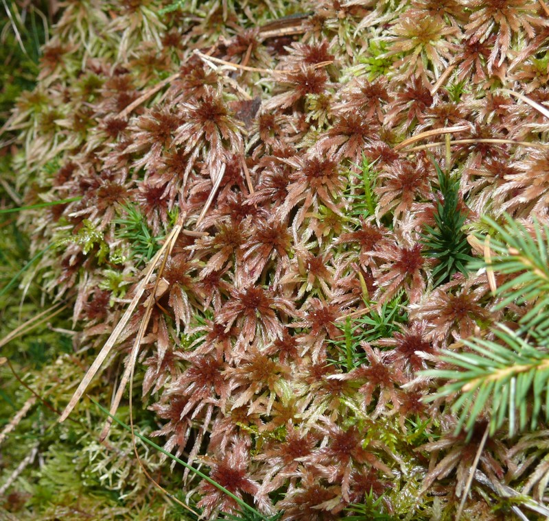 Sphagnum