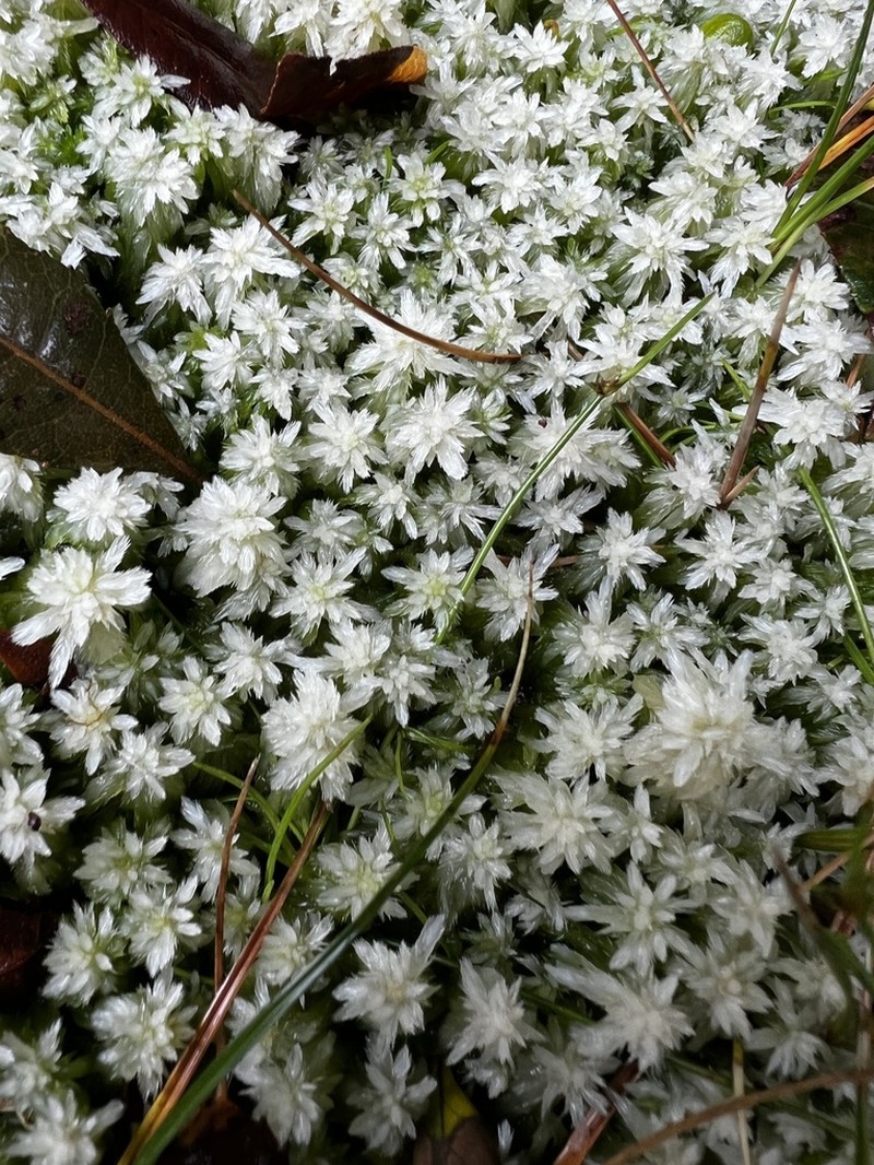 Recurved Sphagnum photo 3