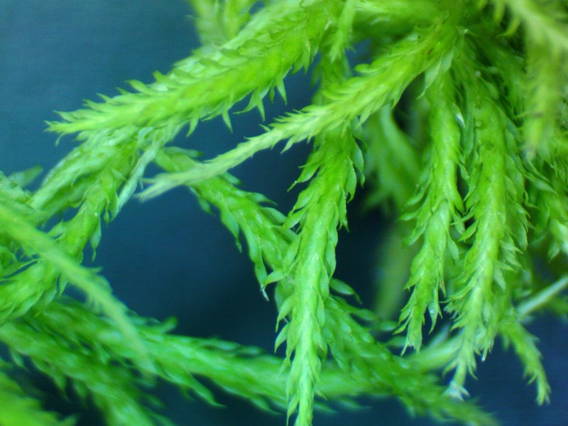Recurved Sphagnum photo 4