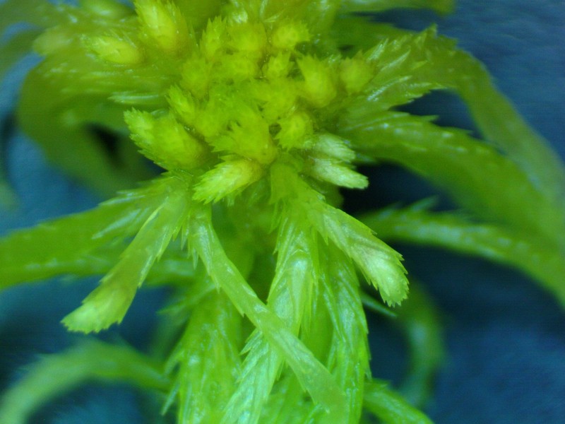 Recurved Sphagnum photo 5