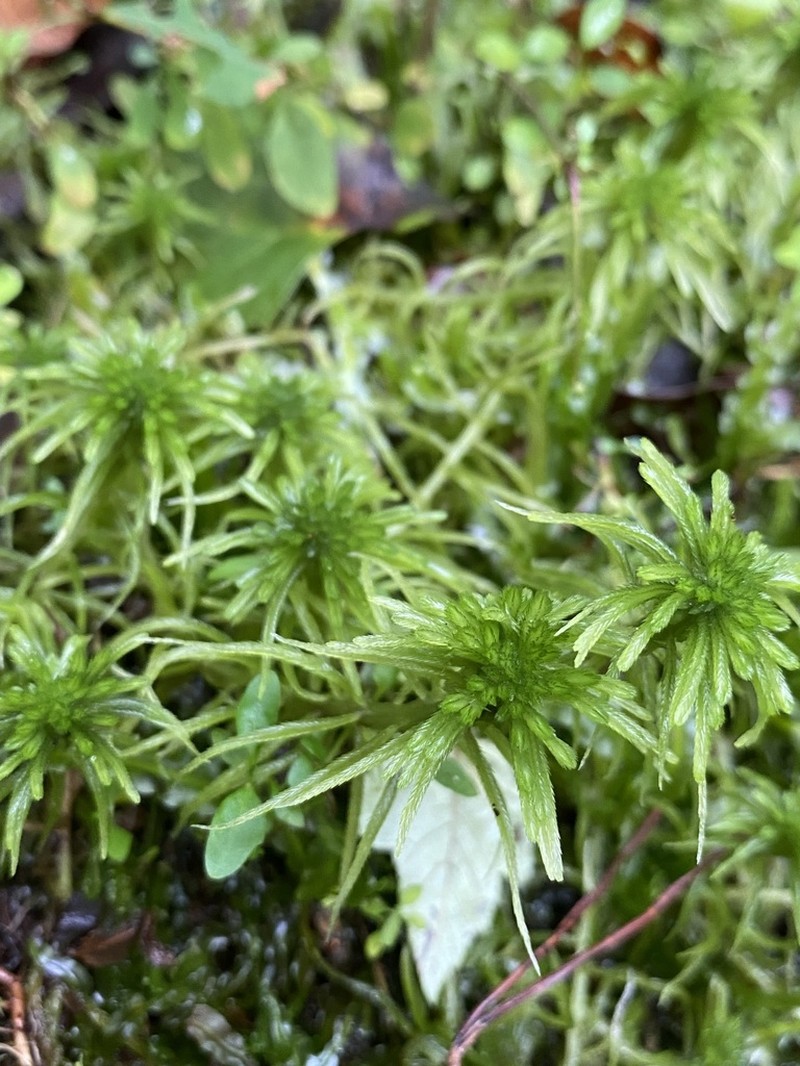 Recurved Sphagnum photo 6