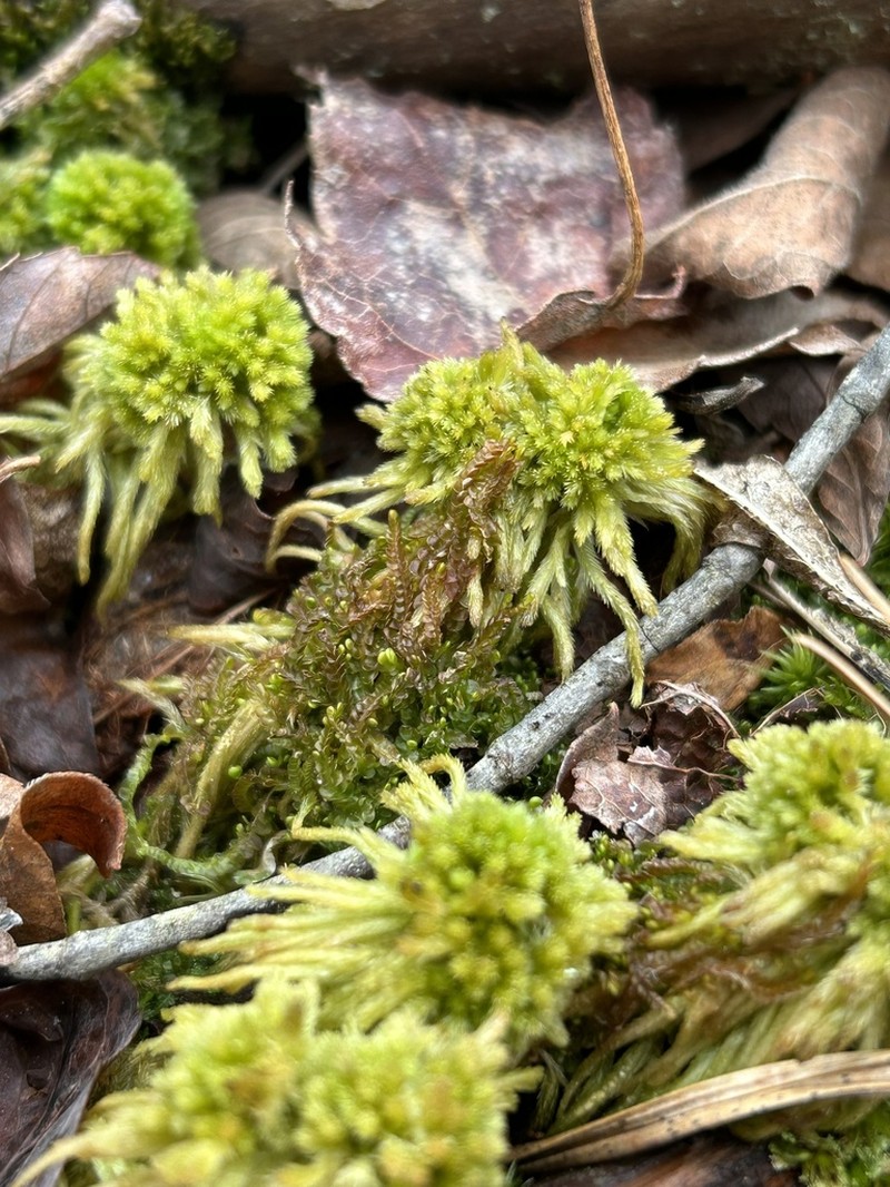 Recurved Sphagnum photo 7