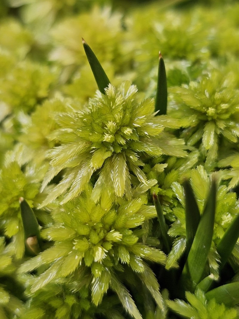Recurved Sphagnum photo 8