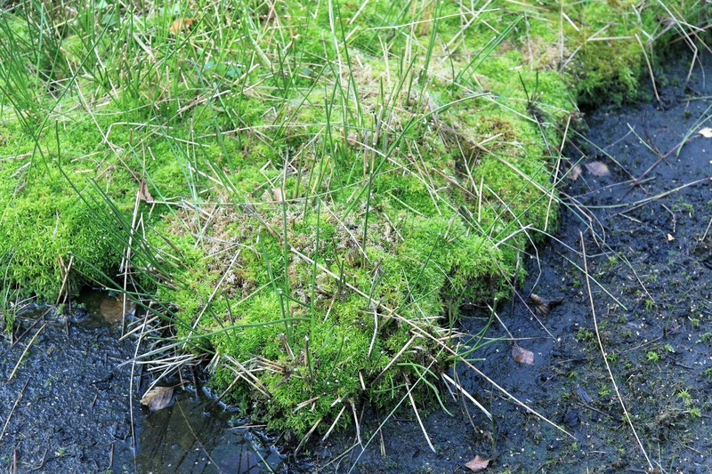 Recurved Sphagnum photo 2