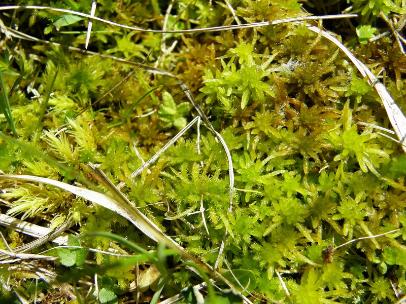 Recurved Sphagnum
