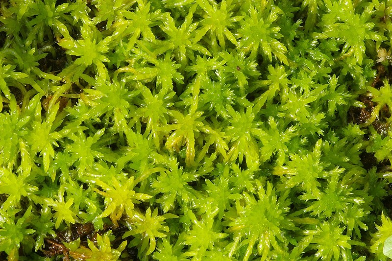 Recurved Sphagnum photo 3