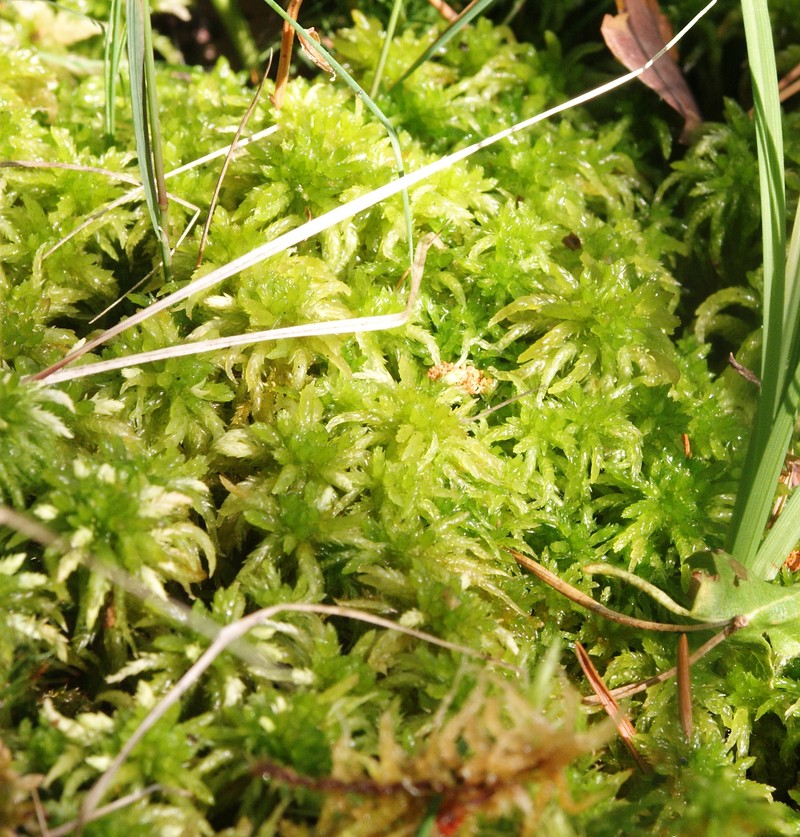 Recurved Sphagnum photo 4