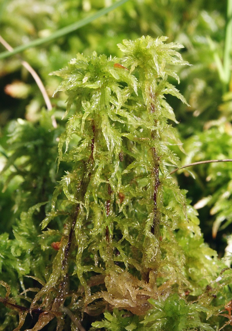 Recurved Sphagnum photo 5
