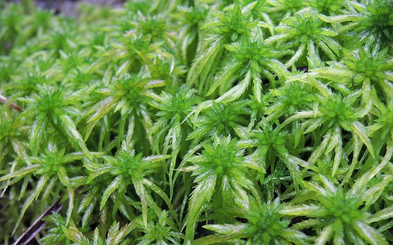Streamside Sphagnum