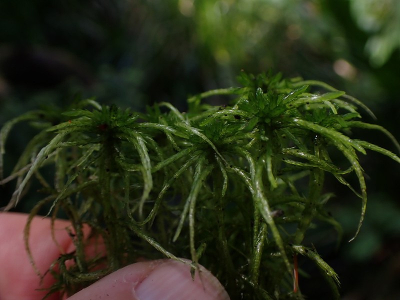 Streamside Sphagnum photo 2