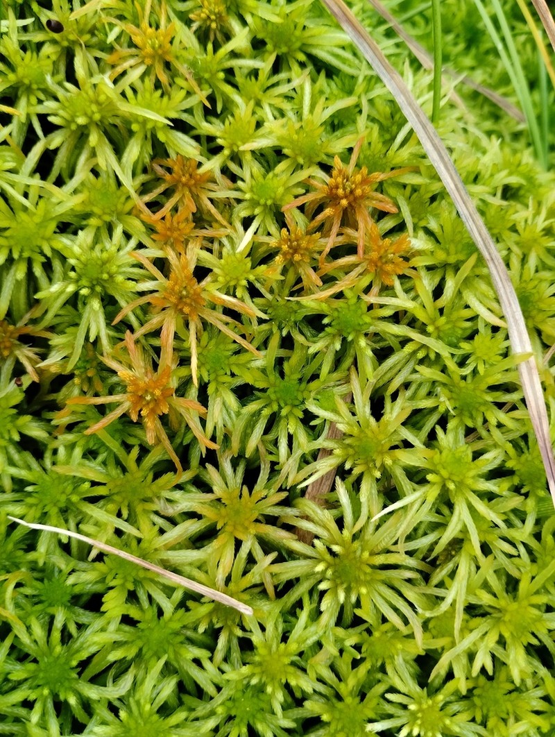 Streamside Sphagnum photo 3