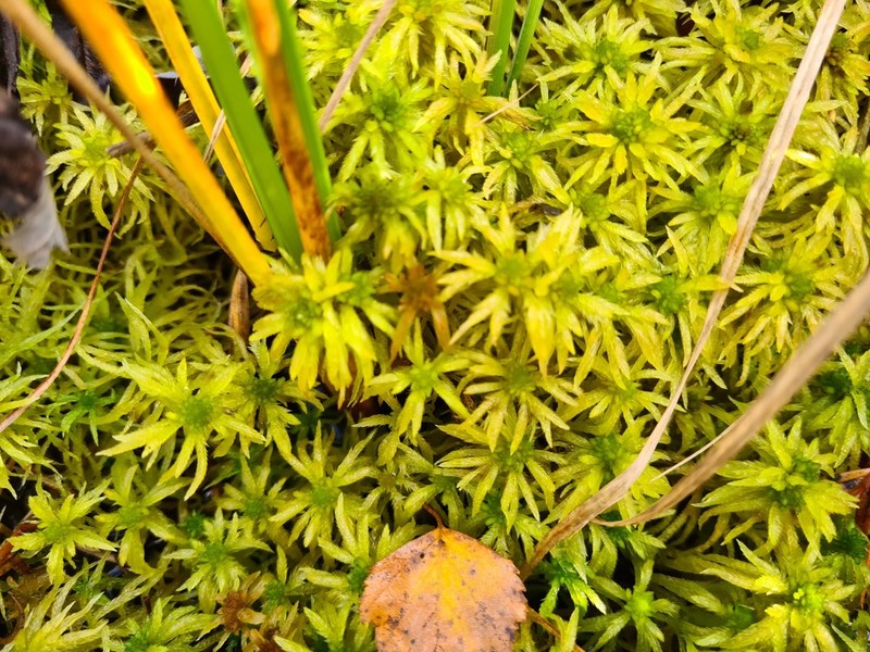 Streamside Sphagnum photo 4