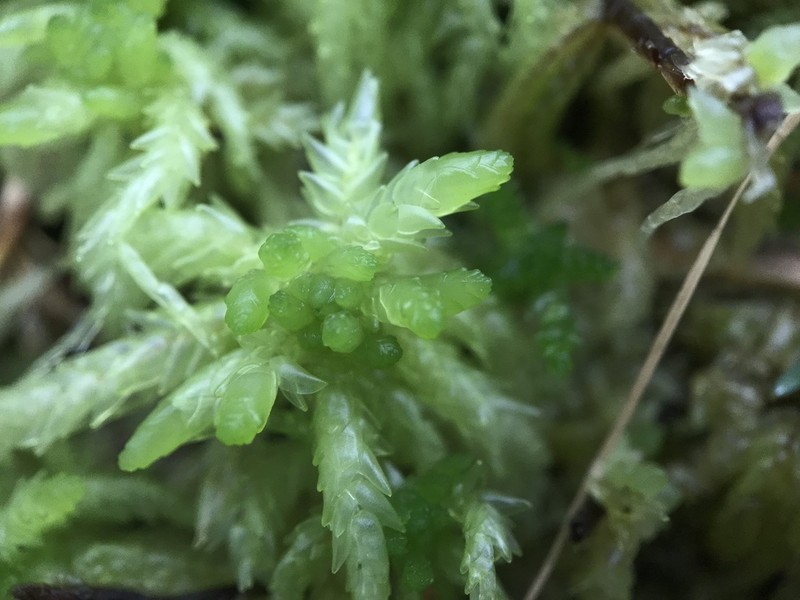 Streamside Sphagnum photo 5