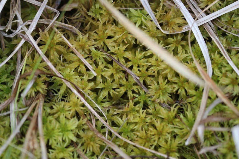 Streamside Sphagnum photo 6