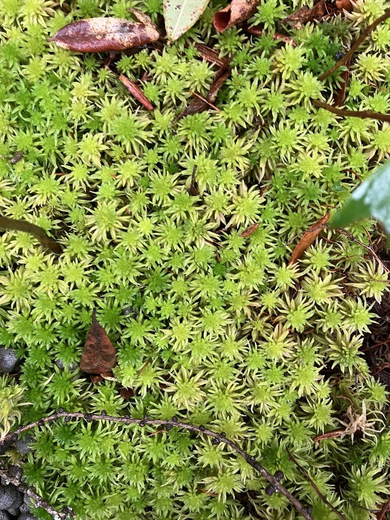 Streamside Sphagnum photo 7