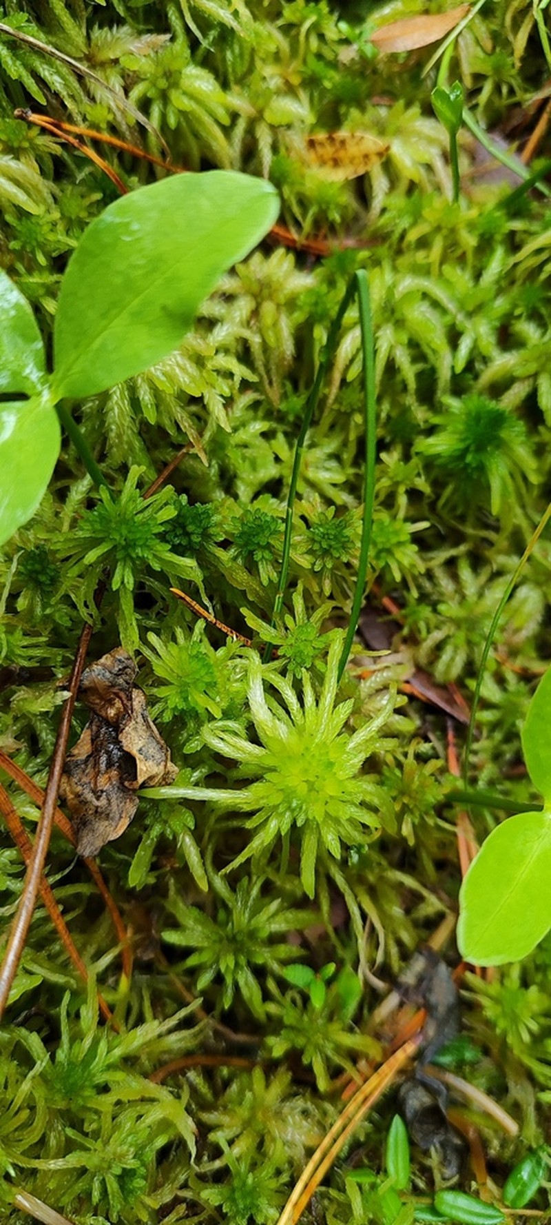 Streamside Sphagnum photo 8