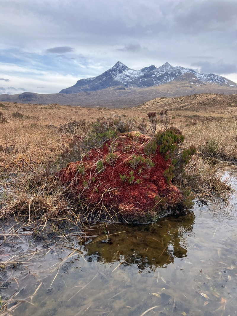 Sphagnum photo 7