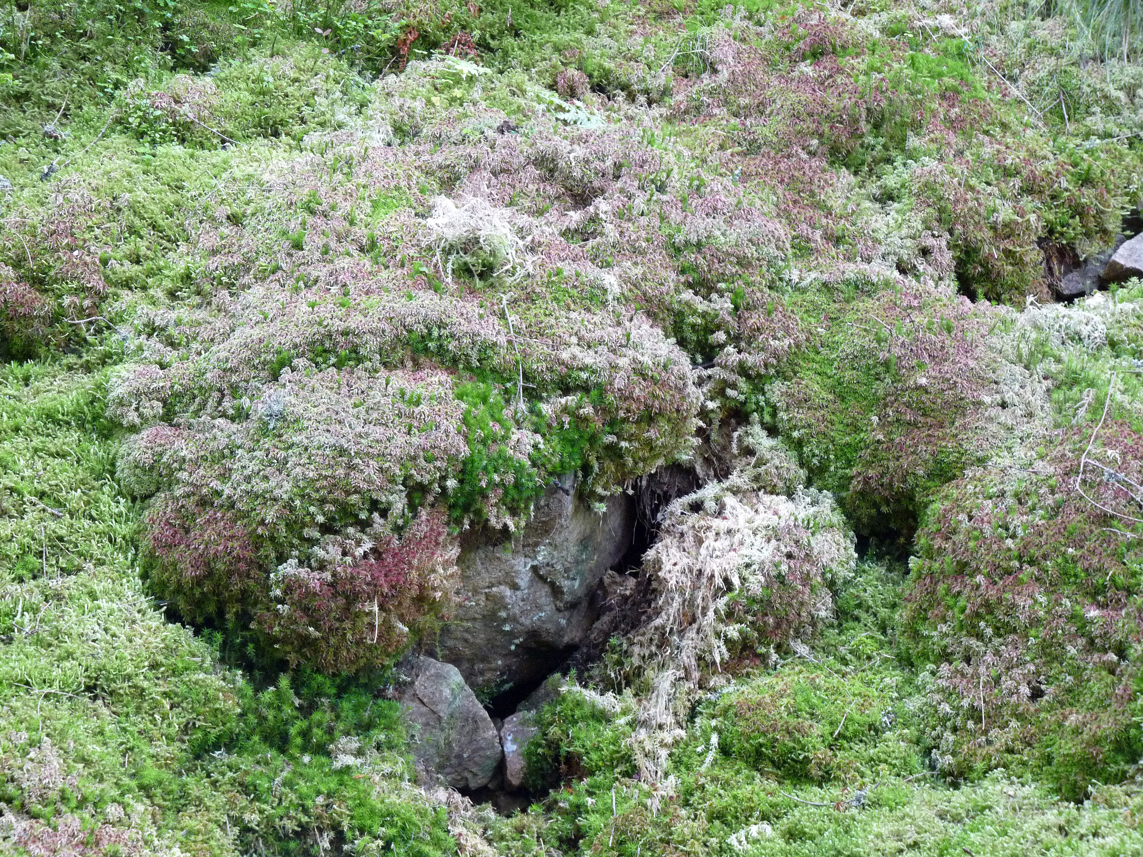 Sphagnum photo 3